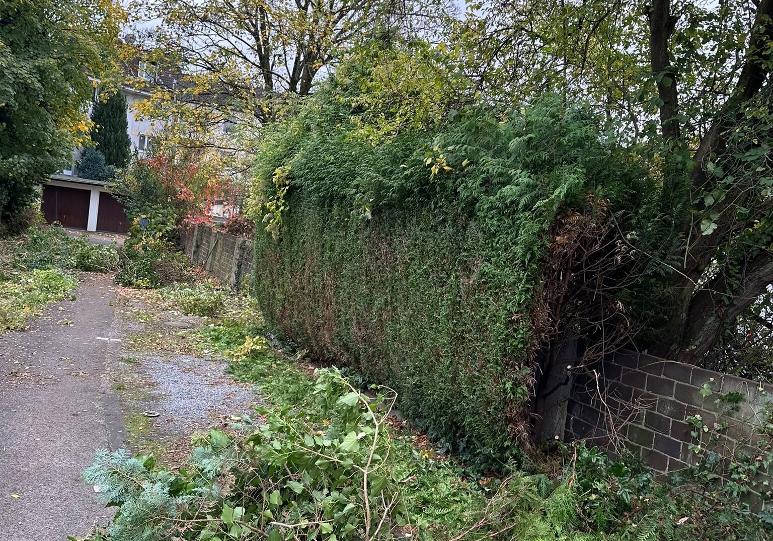 Baum-und-Hecke